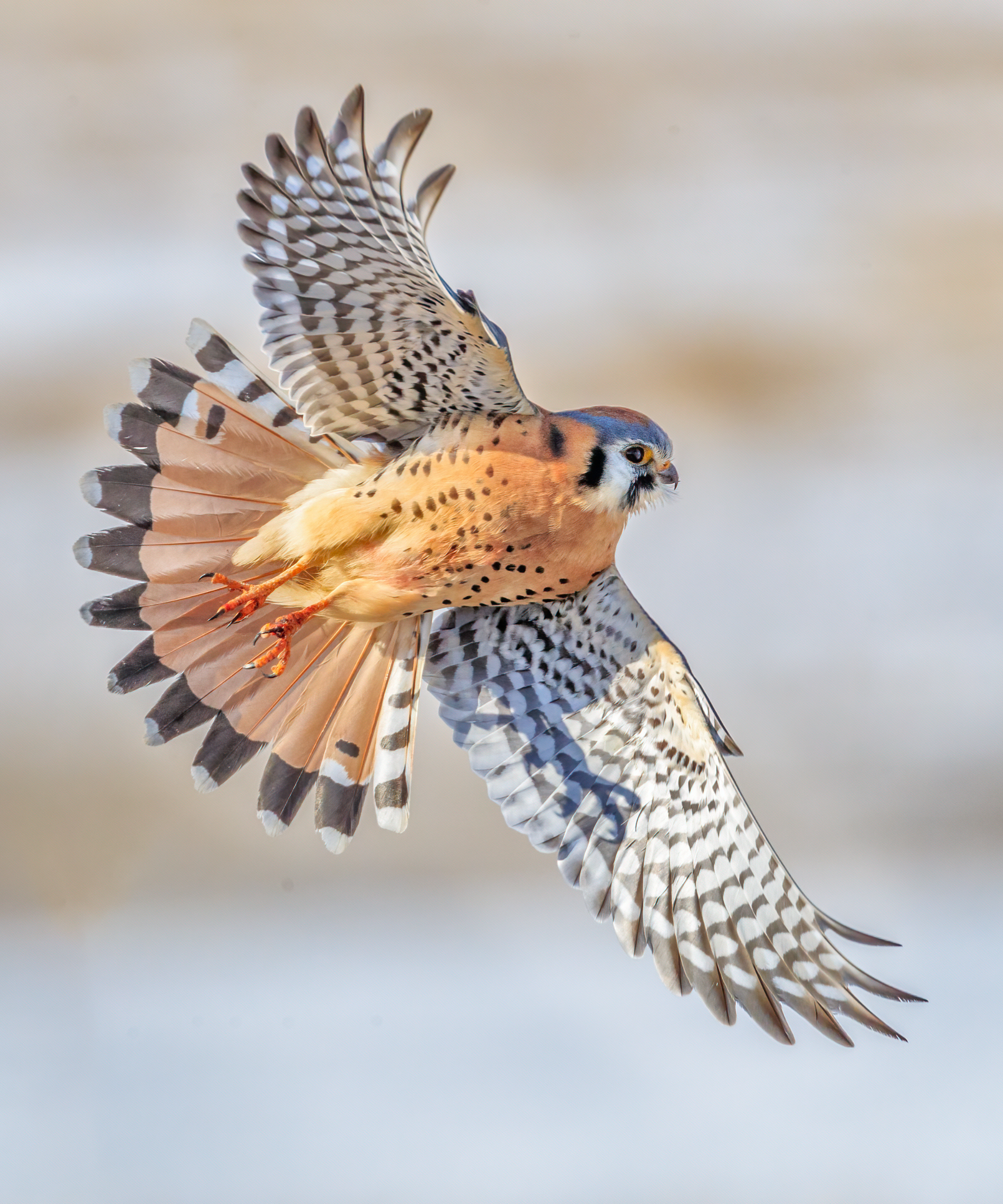 An American Kestrel is shown in a bank showing off his underside colors.