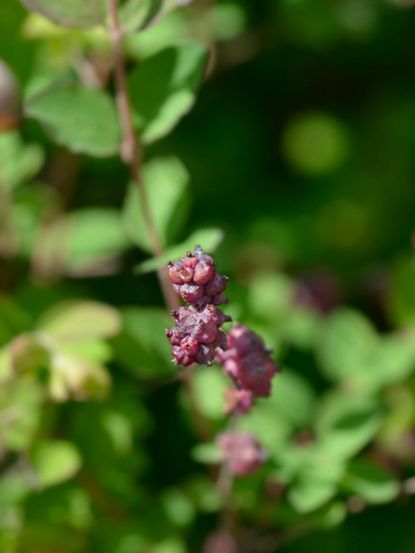 Coralberry Shrub