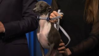 Seth Meyers' dog Frisbee.