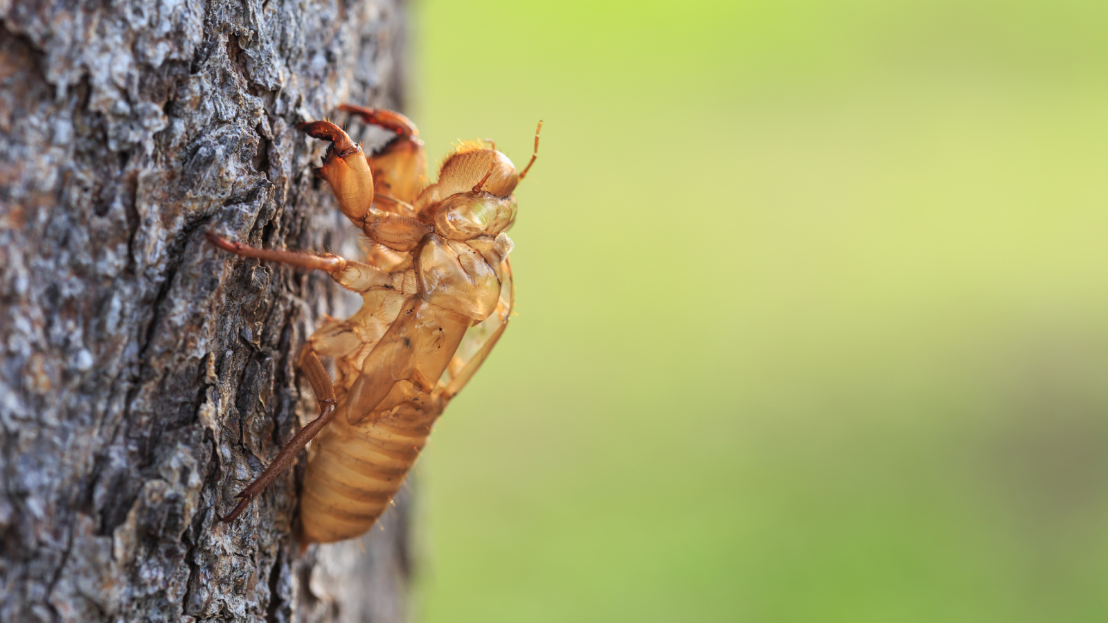Cicada shell hanging on tree trunk