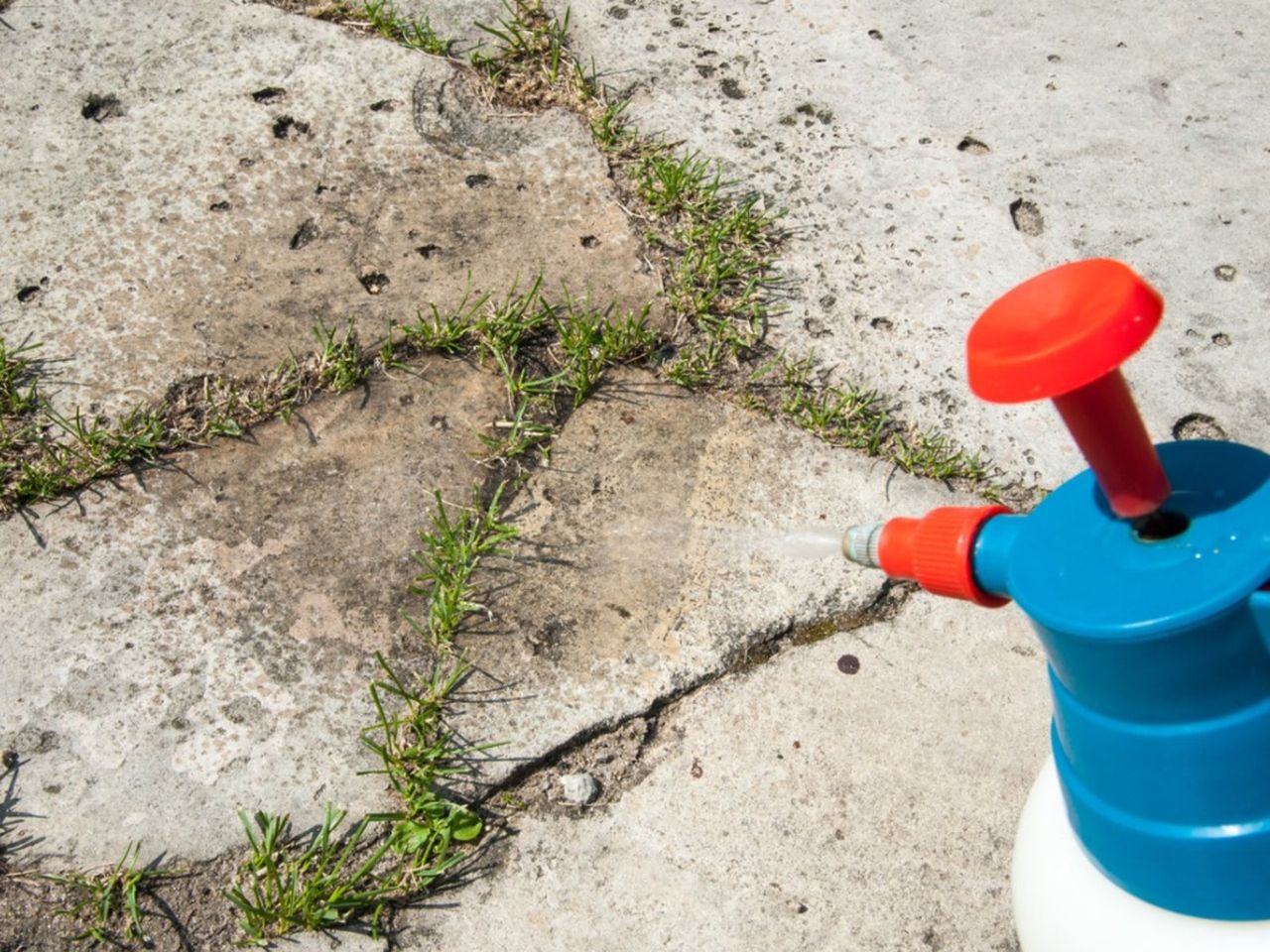 Plastic Spray Bottle Spraying Weed Killer Onto Weeds