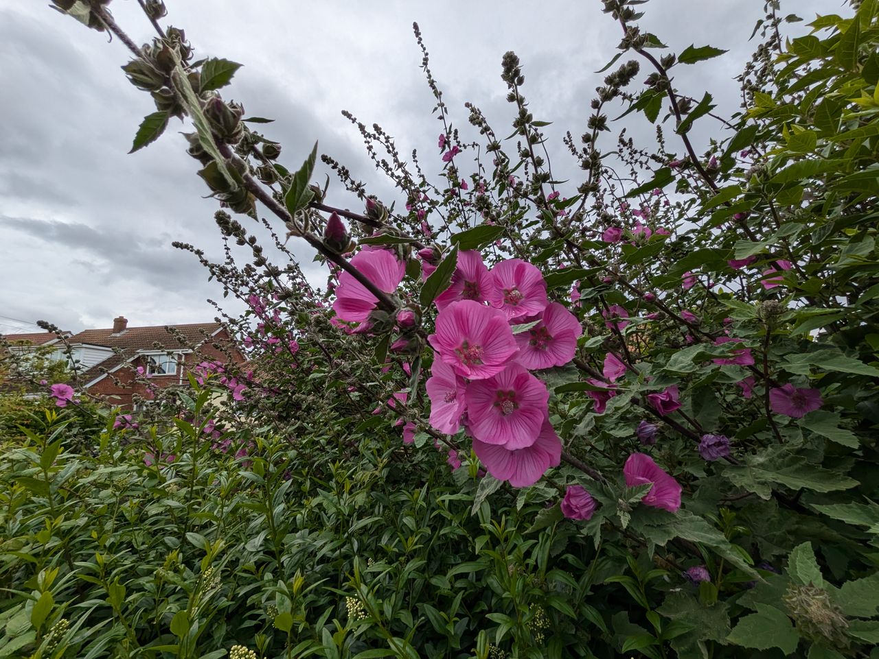 A photo taken on the Google Pixel 8a