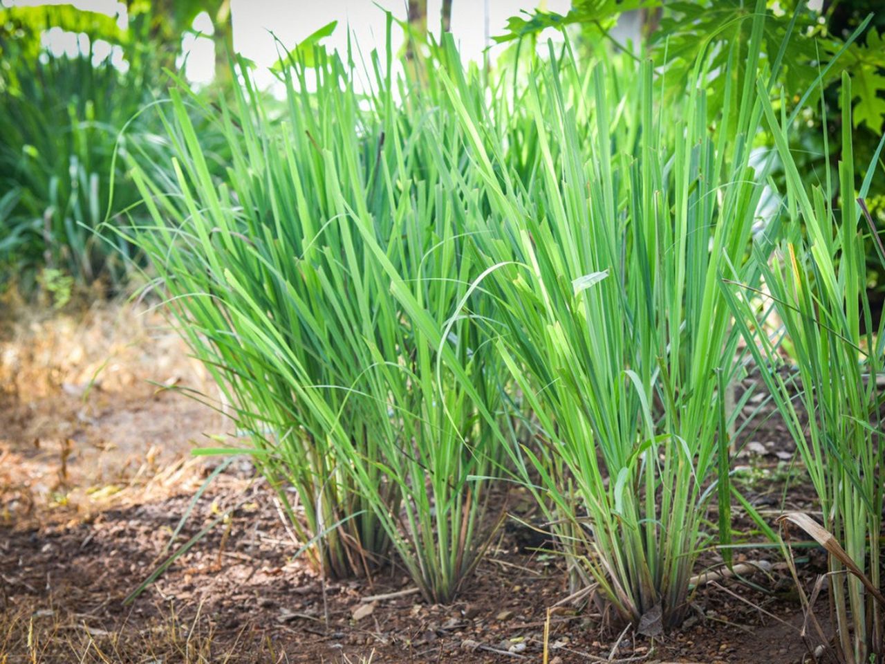 Bunches Of Tall Grass