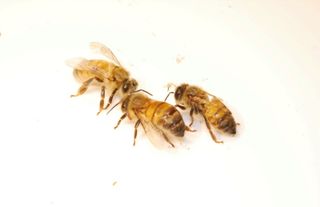 honeybee with DWV