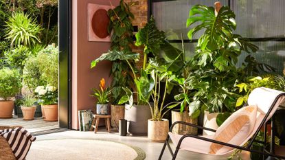 A living room with a cluster of potted houseplants including a monstera, a bird of paradise and other waxy houseplants