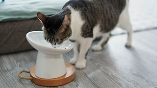 Cat eating from raised food bowl