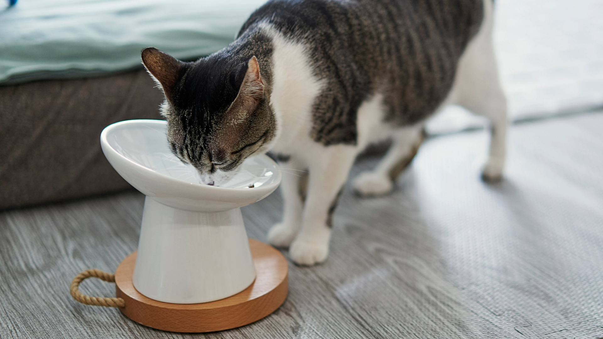 Should I elevate my cat’s food bowl? Here’s what a vet has to say ...