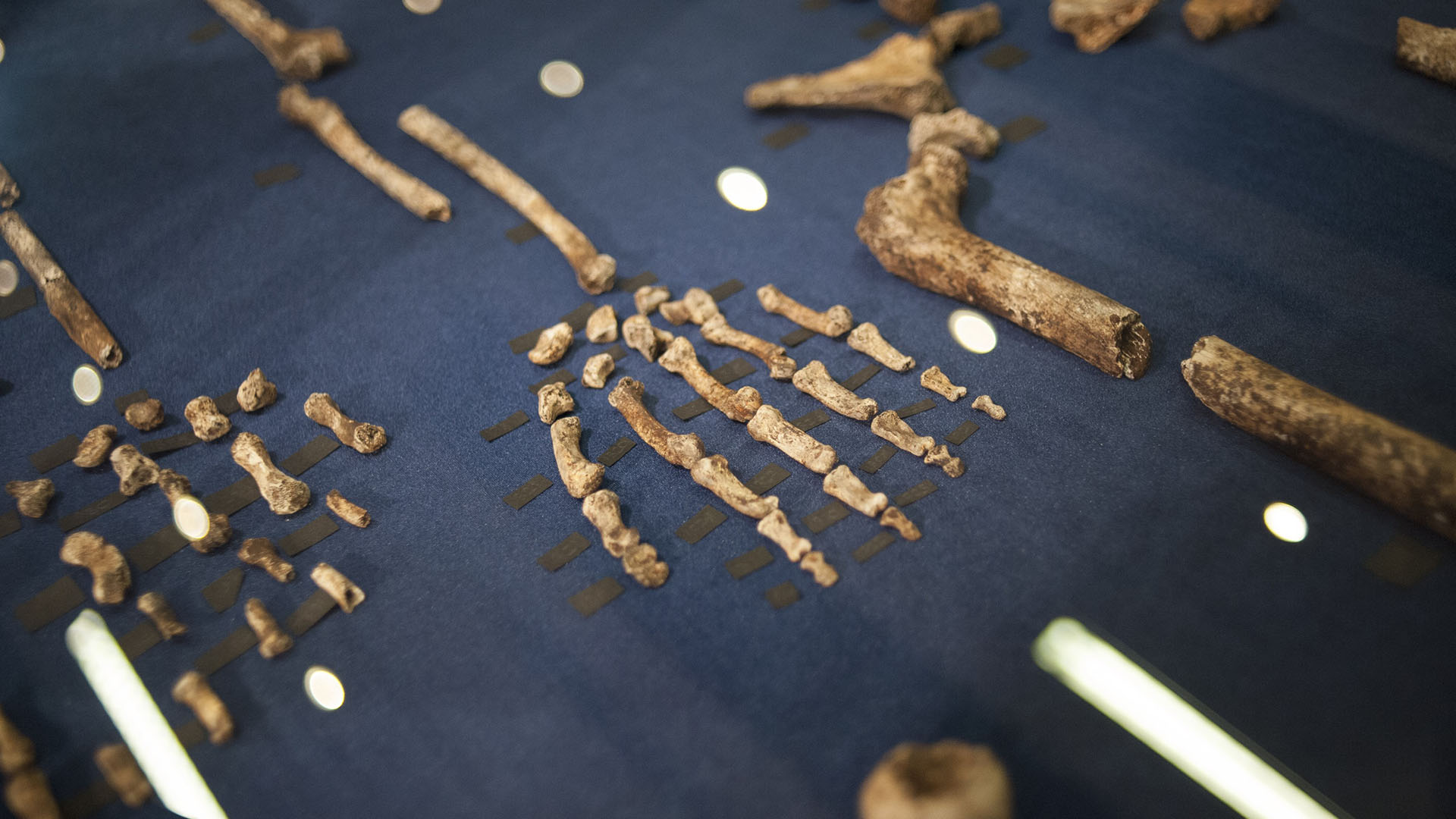 The remains of Homo naledi.