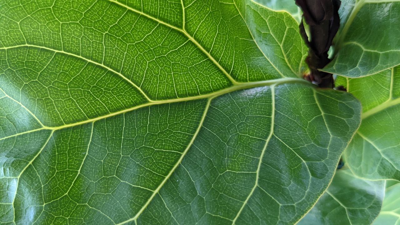 Google Pixel 6a review sample image