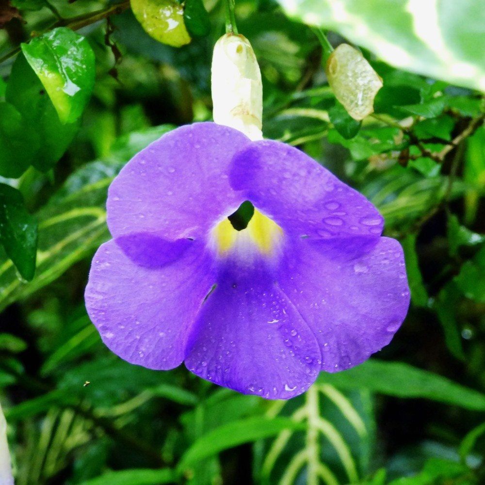 Close Up Of Purple Sky Vine Plant