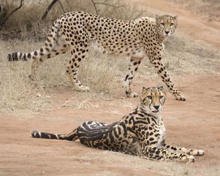 A regular cheetah (standing) and a king cheetah, showing off its broad back stripes.