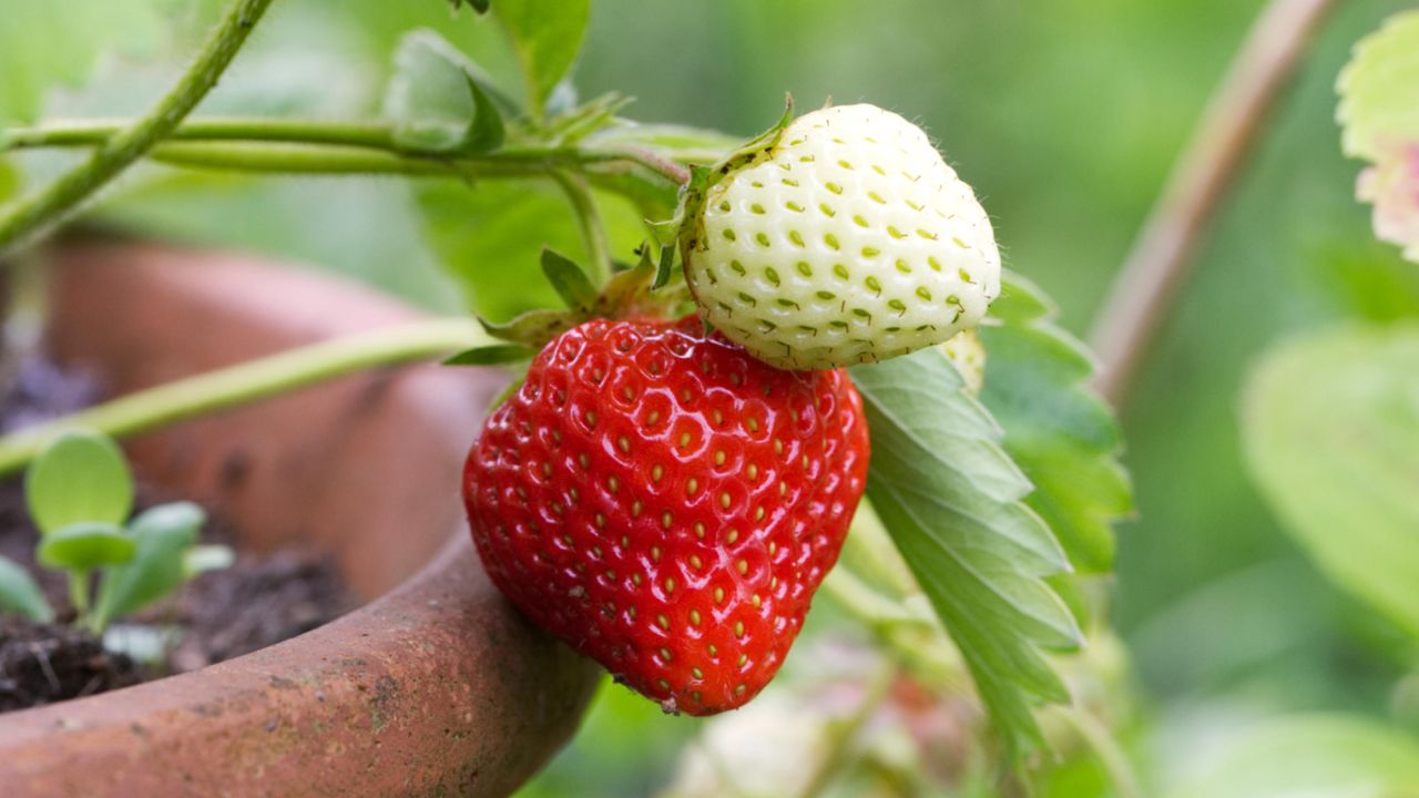 Fragaria \00d7 ananassa