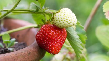 How To Grow Strawberries  BBC Gardeners World Magazine