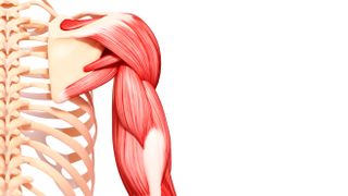 A diagram of the shoulder and arm muscles