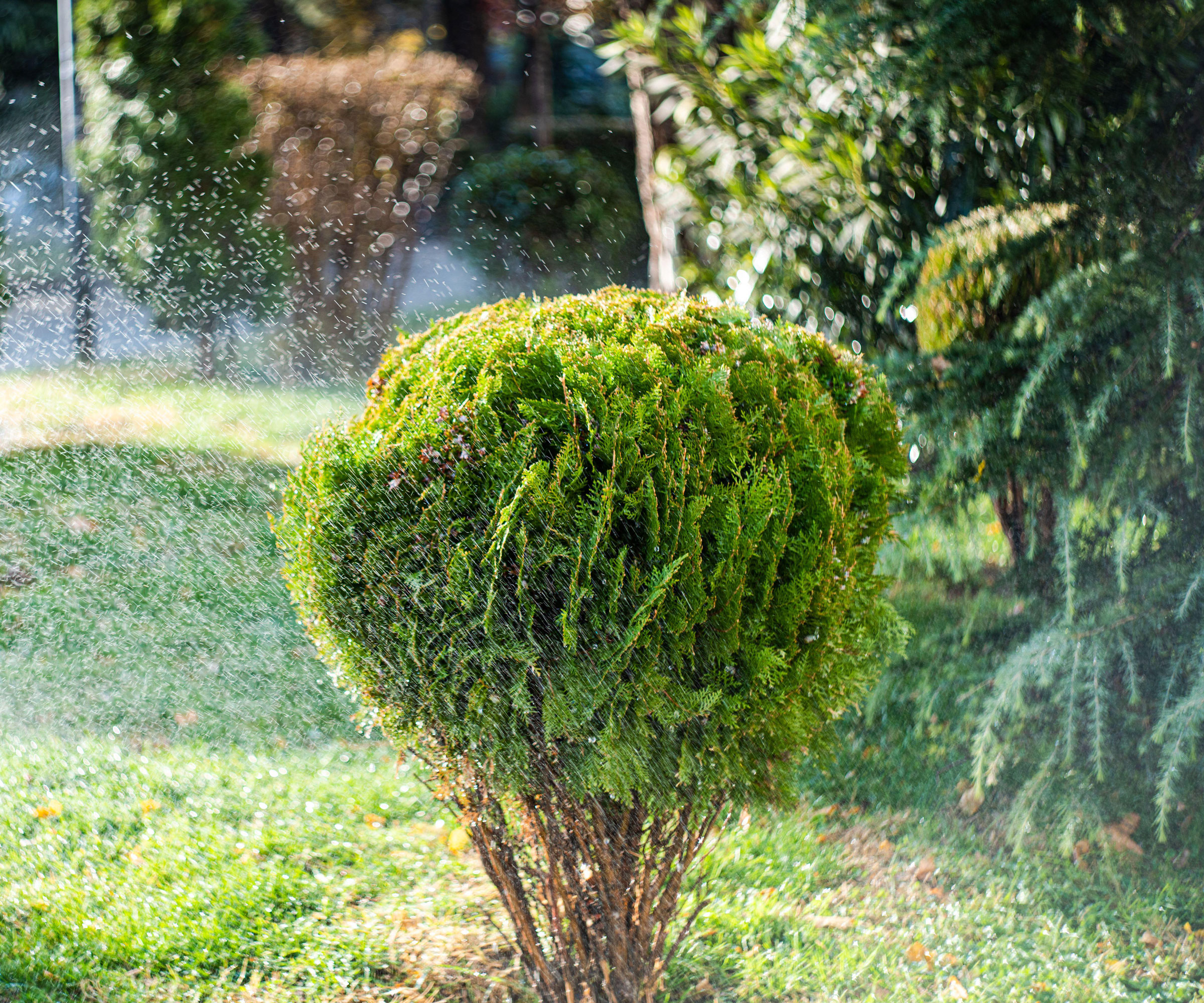 watering evergreen shrub in fall garden