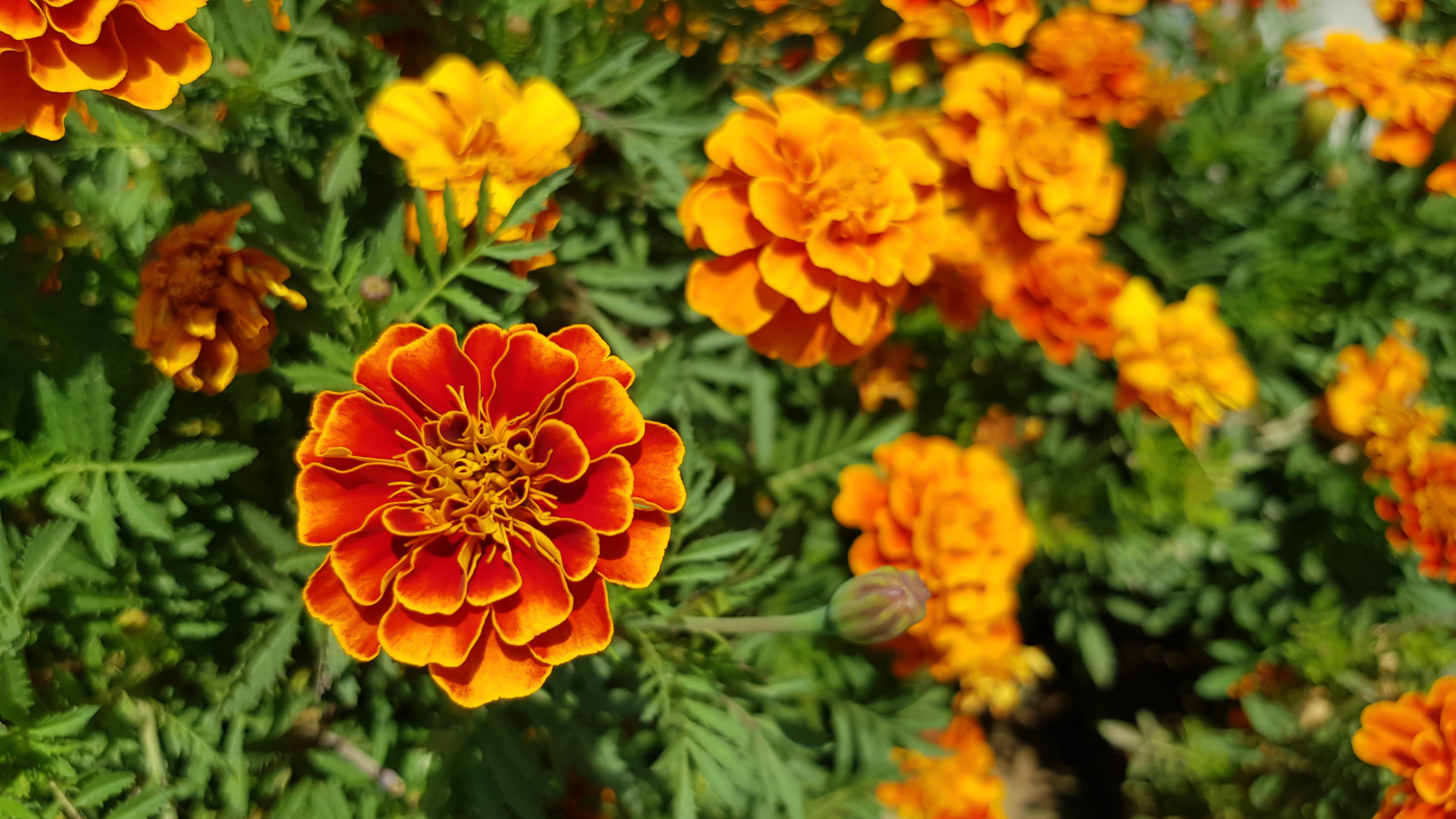 Marigold flowers