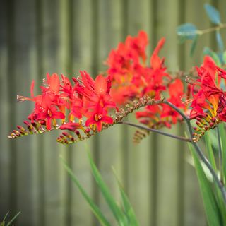 Red crocosmia flowers growing in garden