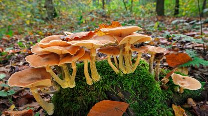 honey fungus on tree stump