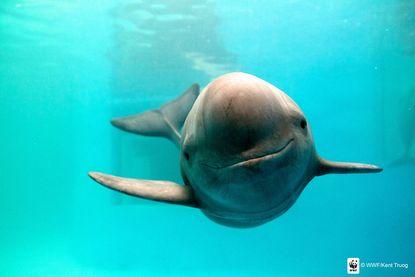 Finless porpoise