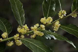 A close-up of a stem of bay laurel