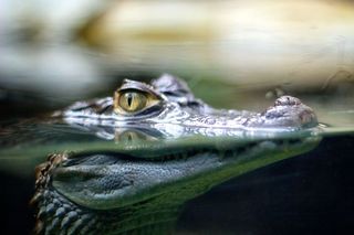 Crocodile's eye and snout above water