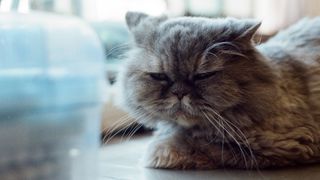 A Persian Cat lying on the desk with a grumpy expression on their face