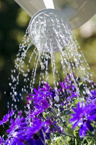 purple flowers being watered by white watering can