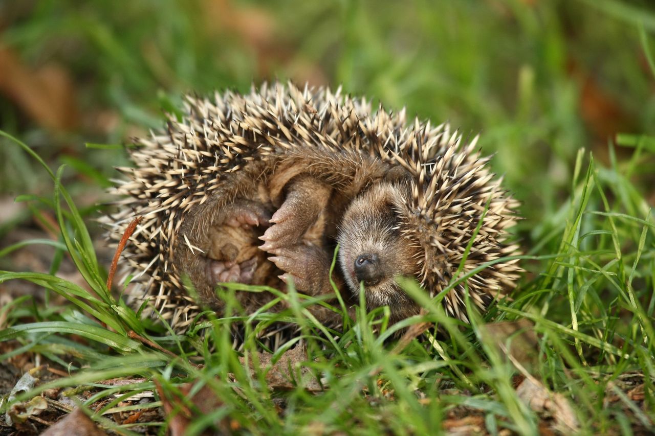 Young hedgehog