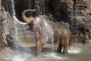 billy-elephant-la-zoo-101216-02