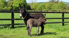 Honeybee-and-Lockie-The-Donkey-Sanctuary-Ireland-i.jpg