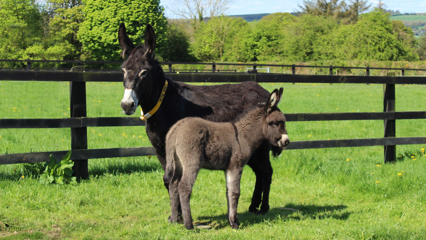 Honeybee-and-Lockie-The-Donkey-Sanctuary-Ireland-i.jpg