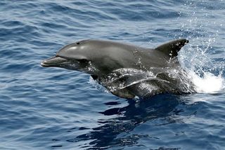 a bottlnose dolphin breaching the water's surface.