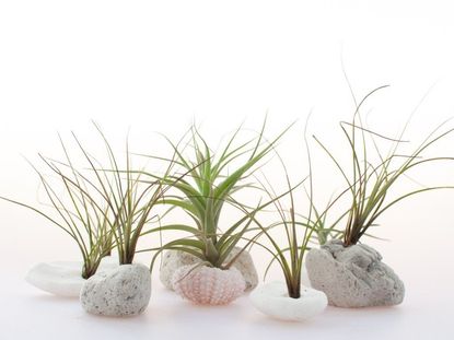 Tiny Plants In Shell And Rock Planters