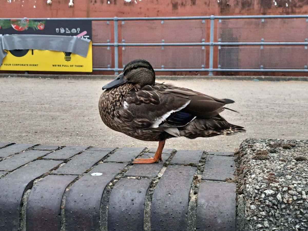 Samsung Galaxy A53 camera samples