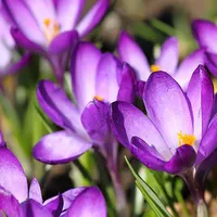 Crocus 'Ruby Giant' at Thompson &amp; Morgan