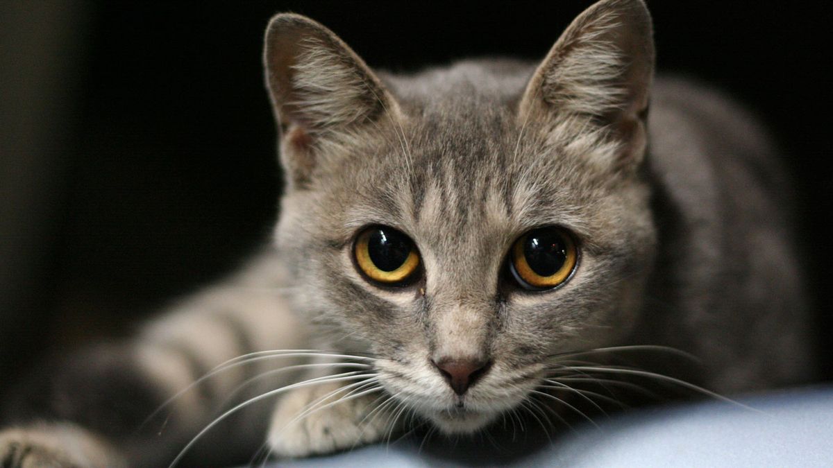 Cats' eyes Why they're special and common problems PetsRadar