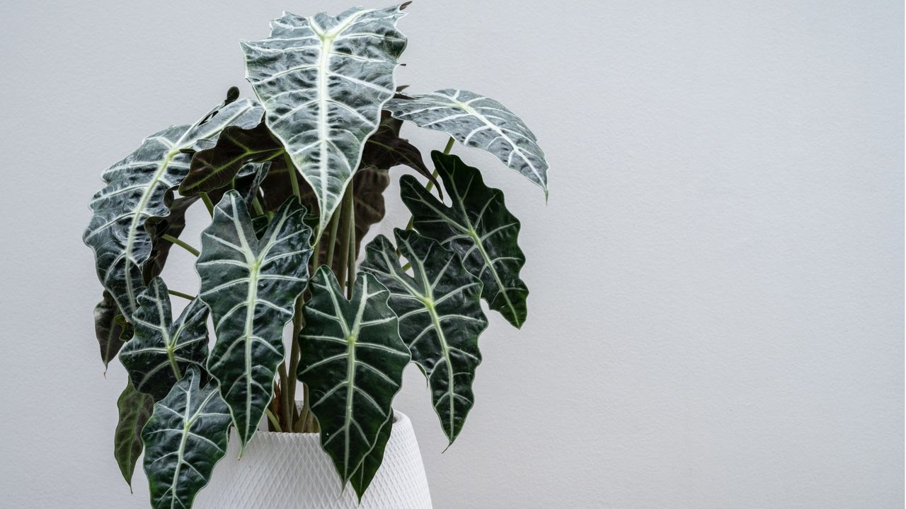 Alocasia in white pot