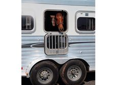 Horse in horsebox