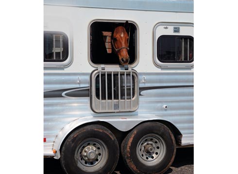 Horse in horsebox