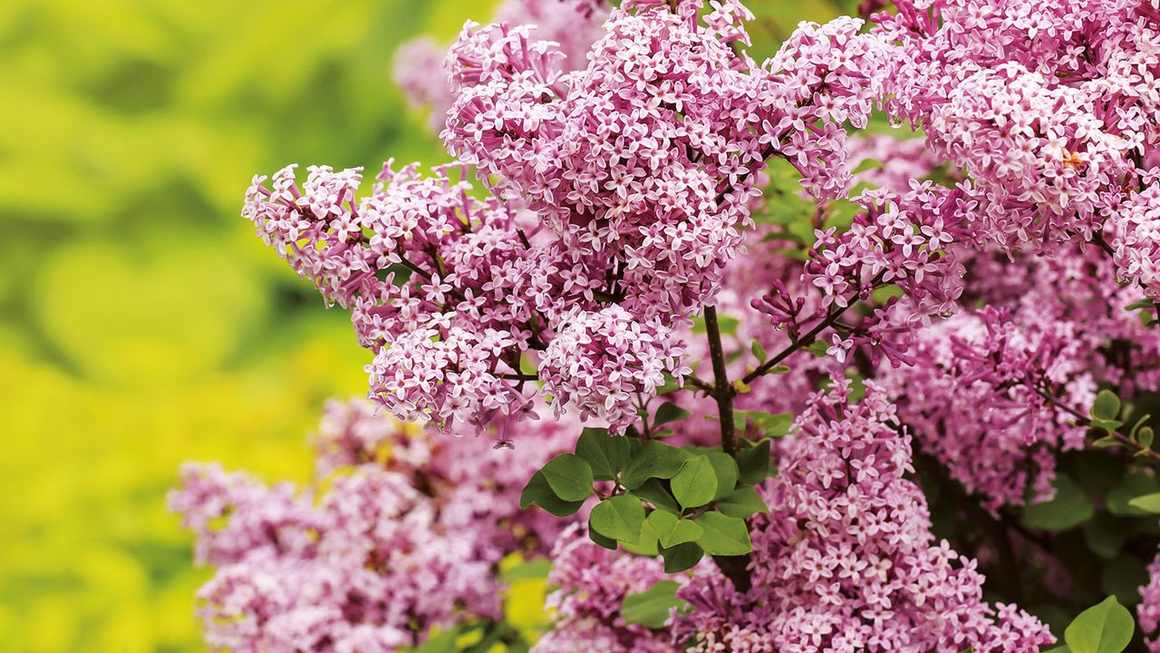 lilac bush