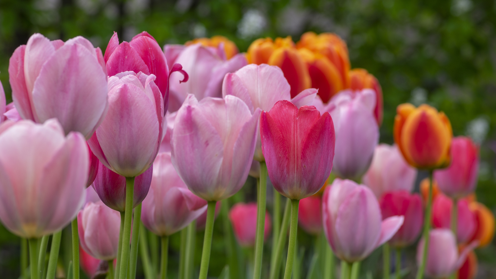 Pink, red and orange tulips growing in a spring garden