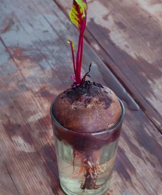 Beetroot in glass with water sprouting new leaves