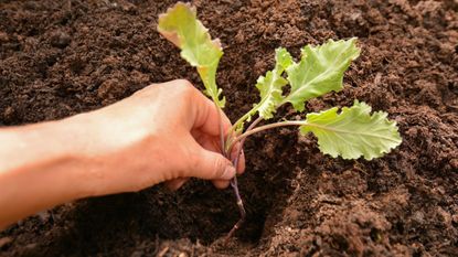 when to plant broccoli in the ground