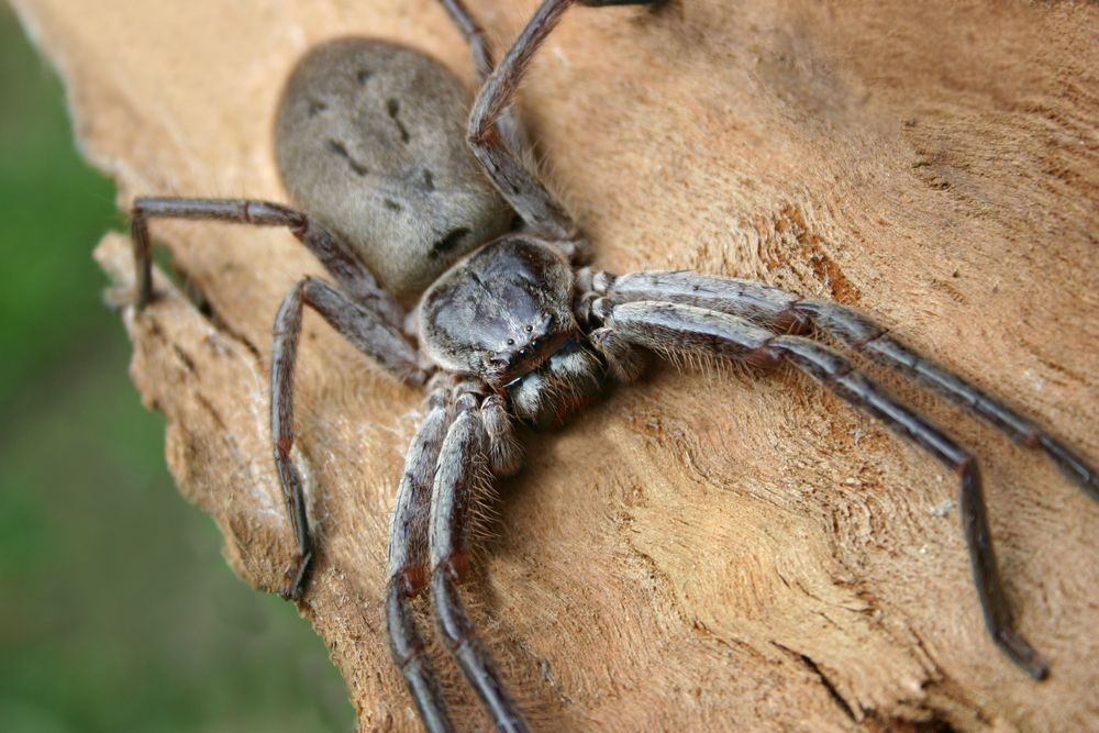 Giant huntsman spider: The largest spider by leg span