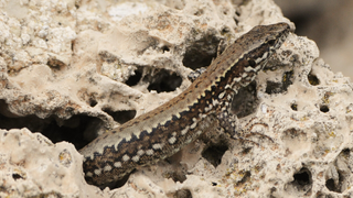 Female common wall lizard
