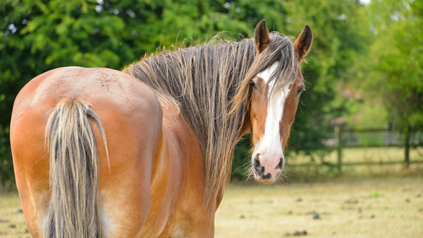 Tryfan-the-Horse-Trust.jpeg