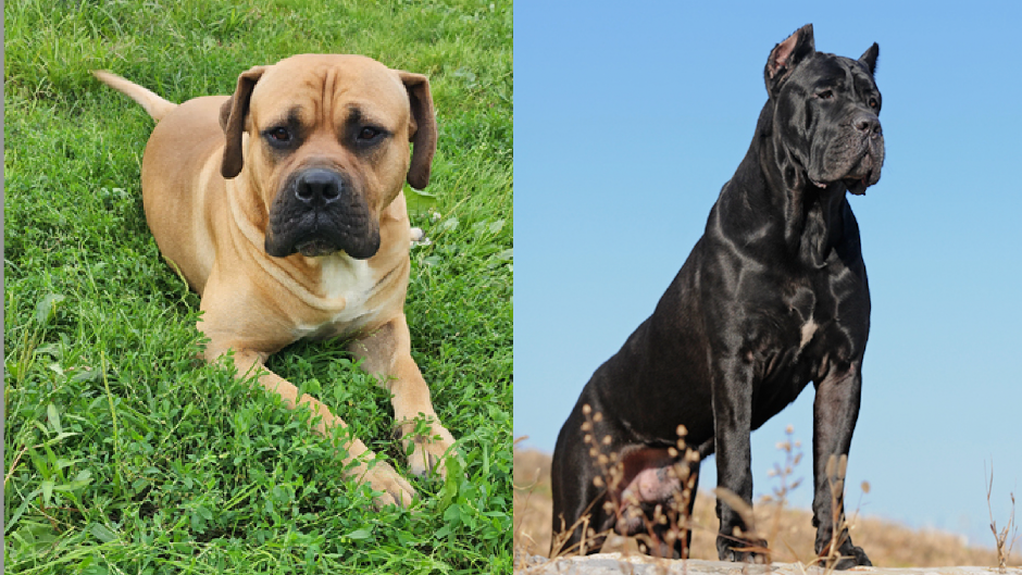 Cane Corso vs Boerboel