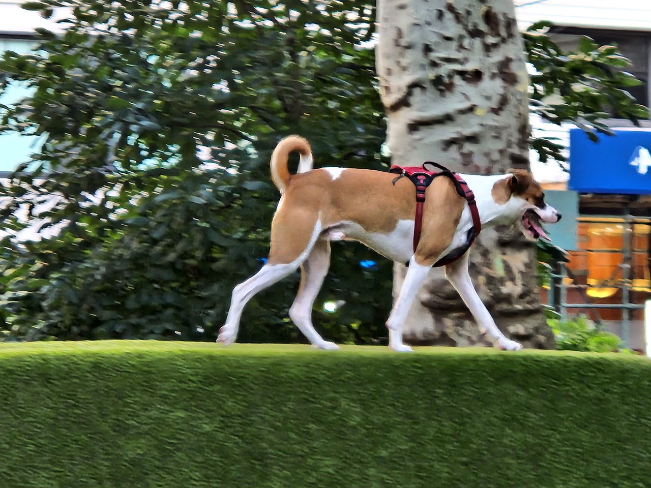 Taking photos of dogs playing using the telephoto camera on the Samsung Galaxy Z Fold 4