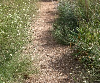 gravel path bordered by scabious plants