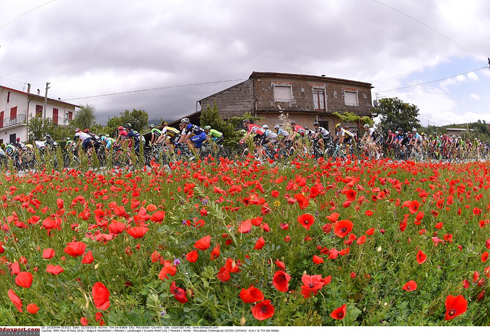 The peloton riding past a field of red flowers, stage 6 Giro d'Italia